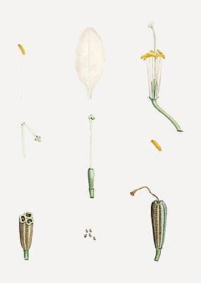 EPS 해외이미지 식물 꽃잎 꽃 일러스트 자연 미술 장식 노란색 정원 봄 수확 골동품 벚꽃 나뭇가지 그림 원예 복고 내추럴 엘리먼트 해외일러스트 나무 계절 컬러 농업 문화예술 취미 생태계 파일형식 벡터 이미지허브