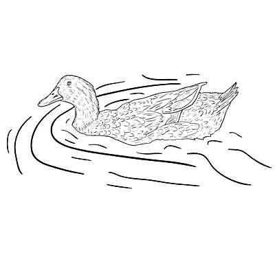 EPS 해외이미지 동물 디자인 호수 야생동물 백그라운드 날개 일러스트 조류 오리 물 강 검은색 수영 수확 연못 깃털 그림 복고 사냥 부리 판화 물새 청둥오리 동물상 옛날 스타일 해외일러스트 자연요소 컬러 농업 미술 조형물 수상스포츠 파일형식 벡터 이미지허브