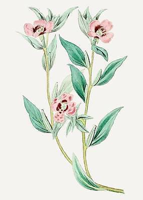 EPS 해외이미지 꽃 분홍색 잎 일러스트 사람없음 빈티지 그림 손그림 감성 앵초 해외일러스트 식물 컬러 컨셉 파일형식 벡터 이미지허브