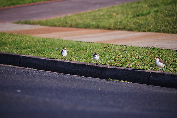 포토 JPG 해외이미지 주간 동물 1 호수 얼굴 야생동물 자연 조류 병아리 가면 사람없음 초록색 햇빛 뷰티 검은색 흰색 아기 호주 깃털 부리 동물상 해외포토 자연요소 컬러 사람 신체부위 태양 조형물 오세아니아 생태계 파일형식 이미지허브