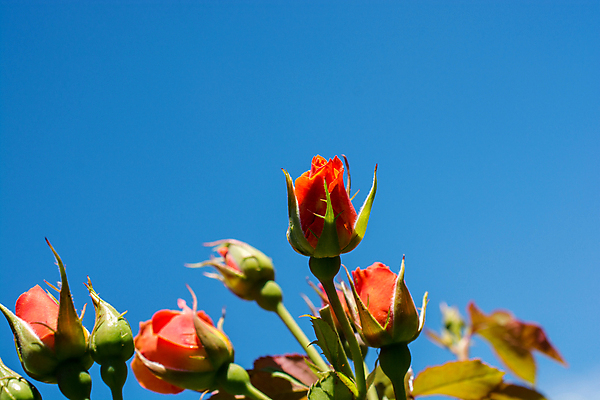 포토 JPG 해외이미지 꽃 로우앵글 백그라운드 자연 하늘 사람없음 야외 빨간색 파란색 장미 해외포토 식물 뷰포인트 컬러 생태계 파일형식 이미지허브