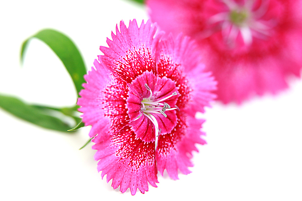 포토 JPG 해외이미지 식물 꽃잎 꽃 분홍색 자연 종류 사람없음 야외 초록색 여름 뷰티 봄 벚꽃 흰색 선택 고립 해외포토 계절 컬러 컨셉 생태계 파일형식 이미지허브