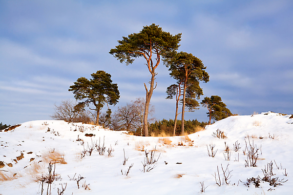 포토 JPG 해외이미지 나무 식물 계절 여행 겨울 자연 하늘 풍경 사람없음 야외 초록색 파란색 햇빛 맑음 침묵 추위 흰색 시골 소나무 땅 모래언덕 언덕 네덜란드 심플 침엽수 해외포토 유럽 컬러 날씨 태양 소리 생태계 파일형식 이미지허브