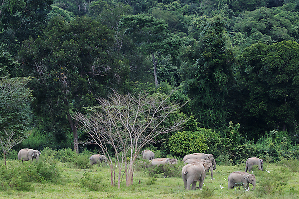 포토 JPG 해외이미지 동물 공원 아시아 야생동물 여행 포유류 가족 태국 자연 코끼리 종류 동양인 사람없음 환경 힘 아기 보호 숲 큼 인도인 코 멸종 내추럴 벌목 인구 전국 지능 해외포토 외국인 공공시설 나라 컨셉 관계 사람 인종 신체부위 크기 생태계 파일형식 이미지허브