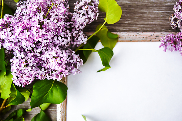 포토 JPG 해외이미지 식물 디자인 꽃잎 꽃 분홍색 꽃다발 결혼 백그라운드 컨셉 꽃무늬 자연 탁자 프레임 사랑 사람없음 목재 장식 초록색 여름 뷰티 우주 보라색 봄 낭만 수확 벚꽃 흰색 나뭇가지 개화 플랫 정상 다발 배열 라일락 내추럴 파스텔톤 플랫레이 카피스페이스 어머니의날 국경 해외포토 나무 계절 기념일 감정 컬러 가구 무늬 농업 재료 이벤트 공백 생태계 미국문화 파일형식 이미지허브