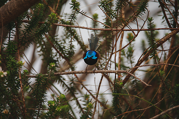 포토 JPG 해외이미지 손 남자 야생동물 백그라운드 자연 조류 요정 서기 사람없음 초록색 물 파란색 컬러풀 갈색 흰색 나뭇가지 관찰 호주 작음 꼬리 고립 오지 해외포토 자연요소 나무 동물 컬러 모션 사람 신체부위 오세아니아 크기 생태계 파일형식 이미지허브