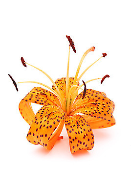 포토 JPG 해외이미지 꽃 줄기 백그라운드 잎 오렌지 동양인 사람없음 초록색 노란색 줄무늬 활발 촉촉함 흰색 호랑이 백합 고립 해외포토 식물 컬러 컨셉 무늬 과일 포유류 인종 젖음 파일형식 이미지허브