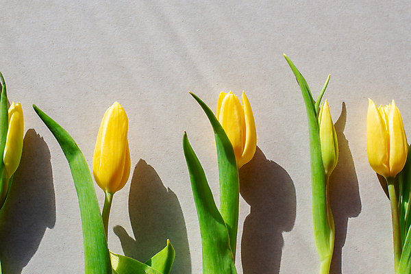 포토 JPG 해외이미지 식물 템플릿 디자인 꽃 백그라운드 꽃무늬 패턴 휴가 발렌타인데이 선물 사랑 사람없음 장식 빛 햇빛 노란색 새싹 정원 봄 회색 낭만 튤립 축하 신선 개화 꽃집 엽서 플랫레이 카피스페이스 어머니의날 해외포토 계절 기념일 감정 컬러 컨셉 무늬 데이이벤트 태양 상점 공백 플랫 편지 미국문화 파일형식 이미지허브