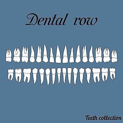 EPS 해외이미지 교육 일러스트 해부 왕관 건강 치과 미소 사람 약 인포그래픽 흰색 입 치아 치과의사 뿌리 턱 토막 송곳니 틀니 돌봄 해외일러스트 컬러 의학 모션 표정 병원 신체부위 의사 소화기관 파일형식 벡터 이미지허브