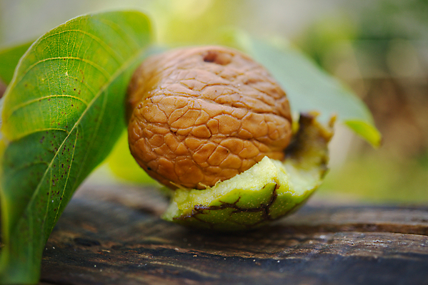 포토 JPG 해외이미지 식물 계절 음식 백그라운드 컨셉 잎 농업 과일 재료 자연 건강 씨앗 사람없음 야외 목재 초록색 갈색 노란색 정원 견과류 수확 껍질 가을 시골 신선 유기농 날것 호두 추수감사절 내추럴 숙성 채식주의자 해외포토 나무 웰빙 산업 기독교 컬러 생태계 채식 파일형식 이미지허브