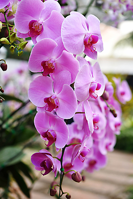 포토 JPG 해외이미지 식물 디자인 꽃잎 꽃 분홍색 꽃다발 백그라운드 컨셉 잎 꽃무늬 자연 휴가 휴식 사람없음 장식 초록색 물 컬러풀 뷰티 반사 환경 정원 스파 낭만 젖음 성장 벚꽃 물방울 개화 난초 우아함 향기 향 내추럴 해외포토 자연요소 컬러 무늬 생태계 냄새 파일형식 이미지허브