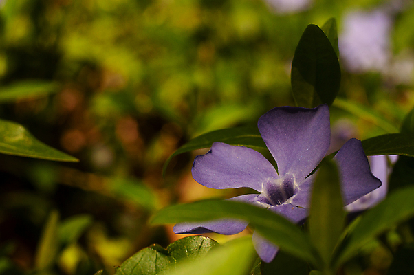 포토 JPG 해외이미지 식물 계절 꽃잎 꽃 백그라운드 잎 꽃무늬 자연 사람없음 야외 초록색 파란색 컬러풀 뷰티 정원 보라색 봄 벚꽃 개화 닫기 작음 제비꽃 보케 상록수 내추럴 영원 해외포토 컬러 무늬 모션 크기 생태계 파일형식 이미지허브