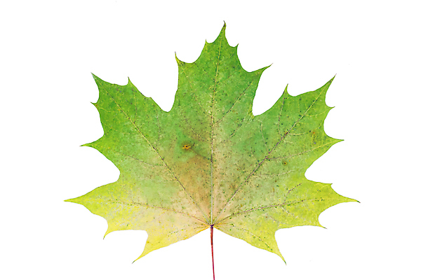 포토 JPG 해외이미지 나무 식물 계절 공원 백그라운드 단풍 잎 캐나다 패턴 오렌지 자연 건조 사람없음 장식 컬러풀 노란색 침묵 달력 흰색 변화 황금 숲 9월 질감 10월 내추럴 강렬 고립 떠남 해외포토 공공시설 컬러 컨셉 북아메리카 무늬 과일 모션 소리 날짜 생태계 파일형식 이미지허브