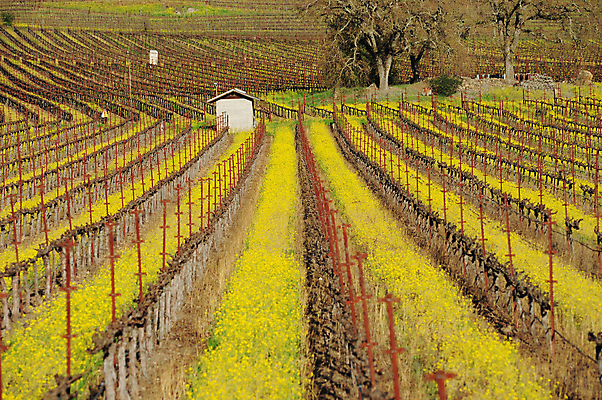 포토 JPG 해외이미지 나무 꽃 농업 포도 사람없음 농장 노란색 와인 봄 머스터드 캘리포니아 줄서기 해외포토 식물 계절 산업 컬러 과일 모션 주류 미국 소스_음식 파일형식 이미지허브