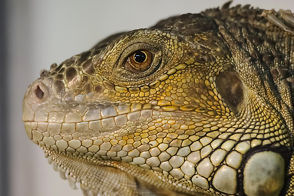 포토 JPG 해외이미지 동물 척추동물 한마리 야생동물 포즈 파충류 자연 생물 피곤 사람없음 야외 초록색 여름 반려동물 컬러풀 갈색 머리 정원 성장 용 닫기 숲 피부 싱글 질감 도마뱀 영토 이구아나 스파이크 선사시대 내추럴 동물상 서쪽 이국적 해외포토 1 계절 컬러 컨셉 모션 신체부위 조형물 역사 방향 생태계 파일형식 이미지허브