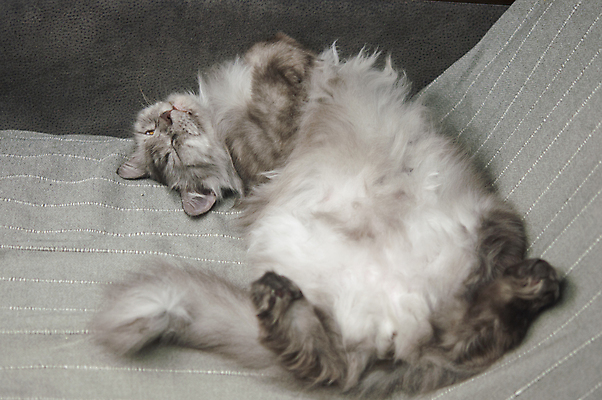 포토 JPG 해외이미지 동물 긴머리 남자 행복 얼굴 포유류 휴식 수염 주택 털 사람없음 반려동물 소파 눕기 뷰티 고양이 가축 줄무늬 회색 잠 닫기 모피 귀 솜털 거짓말 해외포토 헤어스타일 감정 컬러 컨셉 무늬 의자 모션 사람 건물 신체부위 파일형식 이미지허브