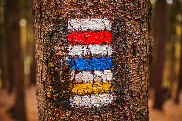 포토 JPG 해외이미지 나무 여자 길 스포츠 여행 백그라운드 가이드 자국 자연 휴가 산 사람없음 야외 목재 여름 파란색 태양 여행객 맑음 페인트 줄무늬 산책 트래킹 하이킹 흰색 시간 숲 오솔길 방향 심볼 흔적 사인 나무껍질 내추럴 루트 방법 선로 해외포토 자연요소 식물 직업 계절 컬러 무늬 재료 레저 날씨 휴식 사람 껍질 생태계 파일형식 이미지허브