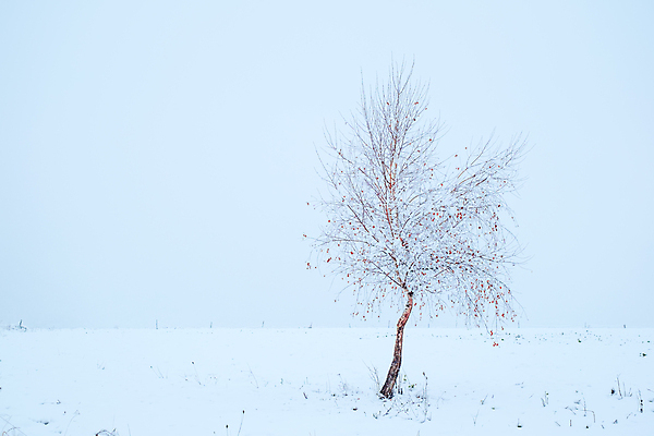 포토 JPG 해외이미지 나무 커플 계절 여행 백그라운드 잎 겨울 오렌지 자연 하늘 풍경 사람없음 야외 내부 목재 파란색 환경 사막 추위 나뭇가지 황금 플랫 숲 발사 12월 장면 자작나무 내추럴 뿌연 삼림지대 옛날 오아시스 해외포토 식물 컬러 과일 재료 관계 날짜 생태계 파일형식 이미지허브
