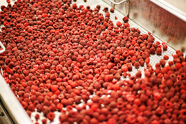 포토 JPG 해외이미지 공장 사람없음 냉동 기계 제조 산딸기 식품공장 냉동식품 해외포토 음식 과일 공업 파일형식 이미지허브