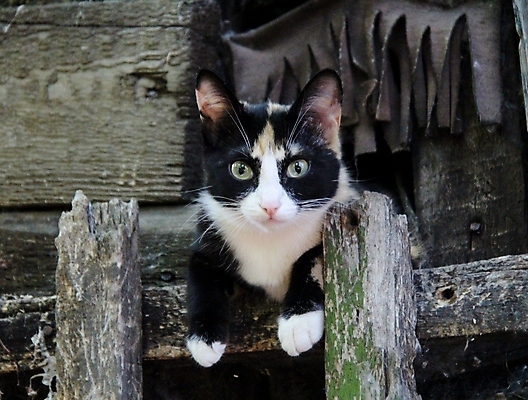 포토 JPG 해외이미지 동물 응시 백그라운드 장난 포유류 발 수염 주택 털 잔디 사람없음 야외 빨간색 초록색 파란색 반려동물 달리기 노란색 머리 귀여움 점프 고양이 줄무늬 회색 흰색 모피 꼬리 솜털 수의사 거짓말 발톱 해외포토 식물 시선 컬러 컨셉 무늬 모션 건물 신체부위 의사 파일형식 이미지허브
