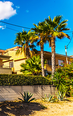 포토 JPG 해외이미지 나무 식물 여행 백그라운드 컨셉 잎 하늘 추상 휴가 휴식 왕관 손바닥 사람없음 야외 초록색 야자수 맑음 올려보기 수확 장면 코코넛 석호 내추럴 이국적 파라다이스 스타일 효과 해외포토 손 컬러 무늬 농업 과일 모션 날씨 파일형식 이미지허브