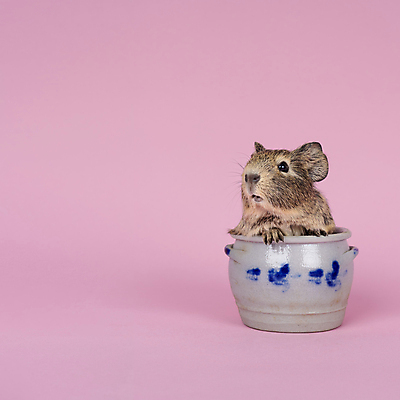 포토 JPG 해외이미지 동물 척추동물 1 그릇 분홍색 백그라운드 포유류 자연 실내 앉기 사람없음 컵 파란색 반려동물 우주 회색 머그컵 아기 돼지 사발 냄비 설치류 작음 컨테이너 슛 토기 캐서롤 쾰른 카피스페이스 해외포토 식기 산업 컬러 모션 독일 사람 내부 공백 용기_그릇 사기그릇 솥 크기 생태계 파일형식 이미지허브