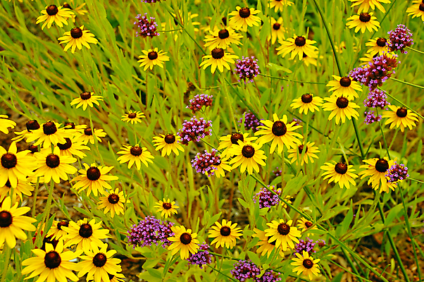 포토 JPG 해외이미지 식물 꽃잎 꽃 꽃무늬 밭 자연 초원 사람없음 초록색 여름 노란색 정원 보라색 벚꽃 개화 데이지 해외포토 계절 컬러 무늬 농업 생태계 파일형식 이미지허브