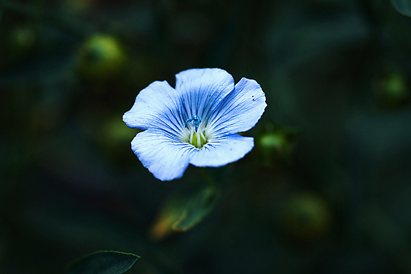 포토 JPG 해외이미지 식물 꽃 자연 사람없음 파란색 어둠 아마 해외포토 컬러 생태계 파일형식 이미지허브