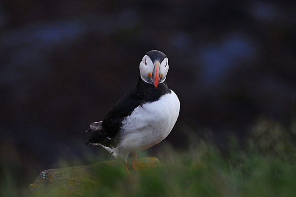 포토 JPG 해외이미지 주간 한마리 조류 사람없음 야외 아웃포커스 소프트포커스 퍼핀 해외포토 자연요소 동물 1 촬영기법 파일형식 이미지허브