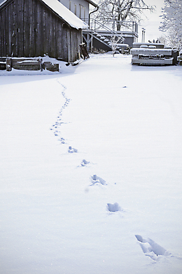 포토 JPG 해외이미지 모양 동물 계절 길 야생동물 백그라운드 컨셉 겨울 패턴 자국 자연 날씨 추상 주택 사람없음 야외 목재 농장 환경 점프 얼음 산책 추위 흰색 시골 신선 황무지 인쇄 발자국 오솔길 강의 크리스탈 탈출 방향 시골집 서리 단계 내추럴 루트 선로 양발 자취 해외포토 자연요소 나무 컬러 무늬 농업 재료 모션 휴식 건물 광석 생태계 파일형식 이미지허브