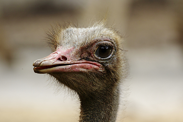 포토 JPG 해외이미지 동물 1 응시 공원 남자 얼굴 야생동물 백그라운드 아프리카 자연 조류 사람없음 야외 농장 머리 흰색 관찰 입 닫기 큼 사파리 깃털 호기심 부리 목 타조 고립 동물상 못생김 해외포토 시선 공공시설 감정 나라 컬러 컨셉 농업 모션 사람 신체부위 조형물 크기 생태계 파일형식 이미지허브