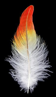 포토 JPG 해외이미지 백그라운드 날개 오렌지 조류 사람없음 컬러풀 노란색 검은색 흰색 심볼 깃털 오브젝트 싱글 앵무새 부드러움 고립 단아함 해외포토 동물 컬러 과일 감각 파일형식 이미지허브