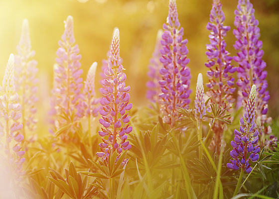 포토 JPG 해외이미지 식물 계절 공원 꽃잎 꽃 백그라운드 잎 꽃무늬 밭 자연 사람없음 야외 초록색 파란색 컬러풀 뷰티 노란색 정원 보라색 봄 벚꽃 흰색 신선 개화 4월 제비꽃 원예 부드러움 내추럴 해외포토 공공시설 컬러 무늬 농업 취미 감각 날짜 생태계 파일형식 이미지허브
