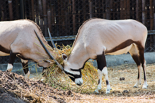 포토 JPG 해외이미지 동물 1 야생동물 여행 밭 포유류 아프리카 자연 동물원 서기 동양인 초원 사람없음 야외 갈색 사막 흰색 영양 멸종 남쪽 내추럴 가젤 나미비아 동물상 보츠와나 사바나 앙골라 칼라하리 해외포토 나라 컬러 농업 모션 인종 조형물 방향 생태계 남아프리카 파일형식 이미지허브