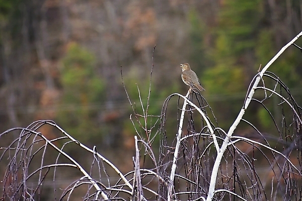 포토 JPG 해외이미지 나무 식물 동물 꽃 실루엣 야생동물 백그라운드 겨울 오렌지 과일 노래 자연 조류 하늘 아침 새로움 산 사람없음 빨간색 파란색 빛 뷰티 검은색 봄 기쁨 회색 수확 흰색 나뭇가지 개화 원예 까마귀 제비 내추럴 재 처음 해외포토 주간 계절 감정 음악 컬러 컨셉 농업 촬영기법 취미 생태계 파일형식 이미지허브