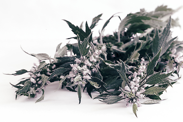 포토 JPG 해외이미지 식물 전통 계절 꽃잎 꽃 가구 잎 꽃무늬 자연 초원 사람없음 가로 뷰티 약 벚꽃 약재 나뭇가지 신선 개화 약초 흰배경 꽃가루 꿀 내추럴 많음 해외포토 나무 생활용품 백그라운드 컨셉 무늬 의학 흰색 풀_식물 가루 생태계 파일형식 이미지허브