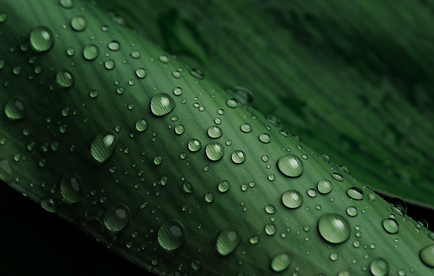 포토 JPG 해외이미지 식물 디자인 계절 백그라운드 잎 패턴 자연 벽지 추상 손바닥 사람없음 야외 장식 초록색 물 여름 환경 어둠 거품 젖음 성장 물방울 신선 떨어짐 이슬 열대우림 빗방울 순수 질감 내추럴 생태학 이국적 그리너리 해외포토 자연요소 손 교육 컬러 컨셉 무늬 비_날씨 숲 생태계 파일형식 트랜드컬러 이미지허브