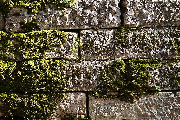 포토 JPG 해외이미지 식물 벽 백그라운드 패턴 자연 표면 추상 벽돌 프레임 이끼 사람없음 야외 건물 초록색 갈색 블록 회색 수확 흰색 거친 묘사 질감 내추럴 옛날 해외포토 건축물 컬러 무늬 농업 생태계 파일형식 이미지허브