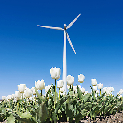포토 JPG 해외이미지 식물 계절 꽃 꽃무늬 밭 농업 전구 자연 하늘 바람 사람없음 빨간색 초록색 파란색 컬러풀 뷰티 농장 농경지 환경 힘 봄 풍차 발전기 에너지 튤립 벚꽃 흰색 시골 칼날 네덜란드 프로펠러 유지 방앗간 해외포토 자연요소 유럽 산업 컬러 무늬 날씨 발전소 생태계 파일형식 이미지허브