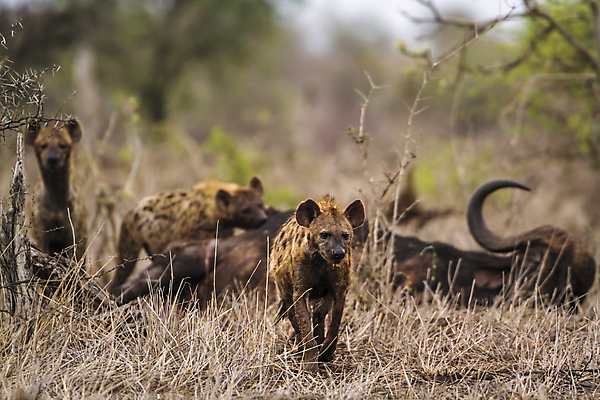 포토 JPG 해외이미지 동물 야생동물 포즈 포유류 모션 아프리카 자연 국립공원 3 웃음 사람없음 가로 보호 먹이 먹기 사파리 남아프리카 보호구역 해외포토 공원 나라 컨셉 표정 생태계 구역 파일형식 이미지허브