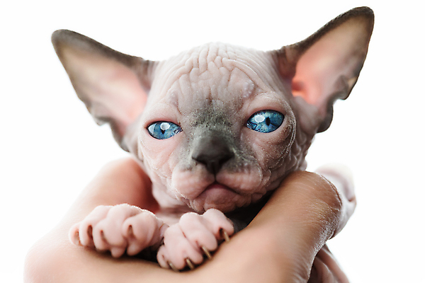 포토 JPG 해외이미지 동물 손 응시 여자 어린이 백그라운드 캐나다 포유류 손가락 한명 사람 사람없음 반려동물 머리 고양이 흰색 아기 신생아 잡기 작음 피부 귀 스핑크스 기르기 유래 해외포토 1 시선 컬러 북아메리카 모션 이집트 신체부위 크기 돌봄 파일형식 이미지허브