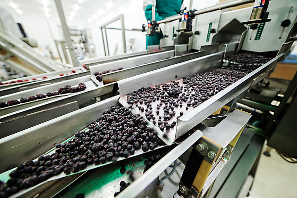 포토 JPG 해외이미지 공장 사람없음 냉동 기계 제조 산딸기 일렬 분류 식품공장 냉동식품 해외포토 음식 과일 공업 파일형식 이미지허브