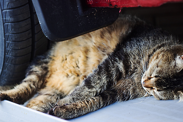포토 JPG 해외이미지 동물 1 얼굴 백그라운드 포유류 교통시설 자동차 거리 바닥 털 사람없음 야외 반려동물 갈색 우주 검은색 고양이 흰색 도시 잠 최고 바퀴 위험 아래 귀 얼룩무늬 솜털 노숙자 때리기 옛날 혼자 해외포토 육상교통 컬러 교통 컨셉 무늬 모션 신체부위 방향 시설 위치 파일형식 이미지허브