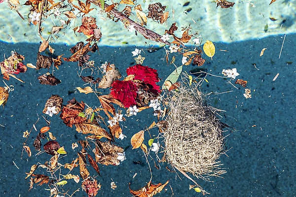 포토 JPG 해외이미지 식물 꽃 잎 바람 날씨 수영장 사람없음 야외 목재 초록색 물 반사 갈색 수영 흰색 잡초 오염 둥지 불기 폭풍 밀짚 타격 해외포토 자연요소 나무 컬러 재료 모션 수상스포츠 짚 파일형식 이미지허브