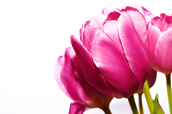 포토 JPG 해외이미지 식물 디자인 기념일 꽃잎 꽃 꽃무늬 자연 발렌타인데이 선물 사람없음 야외 장식 빛 정원 봄 튤립 축하 우아함 네덜란드 내추럴 해외포토 계절 유럽 컨셉 무늬 데이이벤트 이벤트 생태계 파일형식 이미지허브