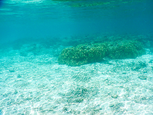 포토 JPG 해외이미지 동물 남자 야생동물 스포츠 바다 섬 여행 백그라운드 학교 자연 휴가 어류 풍경 사람없음 빨간색 물 파란색 컬러풀 뷰티 수중 산호 잠수부 큼 아래 다이빙 장면 암초 몰디브 이국적 해외포토 자연요소 교육 아시아 컬러 사람 수영 수중동물 자포동물 전문직 크기 방향 생태계 위치 수중스포츠 파일형식 이미지허브