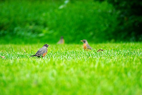 포토 JPG 해외이미지 동물 한마리 응시 야생동물 곤충 북아메리카 밭 날개 오렌지 노래 자연 조류 서기 잔디 사람없음 야외 빨간색 뷰티 노란색 미국 회색 관찰 가슴 먹기 깃털 꼬리 사냥 부리 교외 뒤뜰 땅바닥 수유 해외포토 식물 1 시선 음악 컬러 농업 과일 모션 바닥 아메리카 신체부위 생태계 파일형식 이미지허브