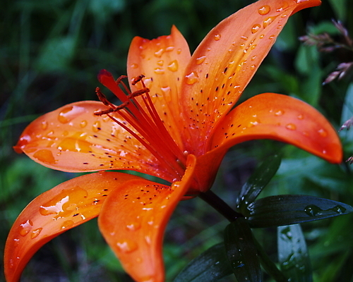 포토 JPG 해외이미지 식물 꽃잎 꽃 줄기 잎 꽃무늬 오렌지 새로움 사람없음 야외 초록색 물 컬러풀 햇빛 뷰티 정원 성장 신선 오픈 호랑이 클래식 떨어짐 빗방울 원예 향기 심플 꽃가루 강렬 깊이 꽃수술 해외포토 자연요소 컬러 컨셉 무늬 과일 포유류 취미 태양 비_날씨 가루 냄새 파일형식 이미지허브