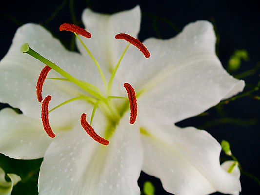 포토 JPG 해외이미지 식물 꽃 행복 분홍색 꽃다발 컨셉 잎 오렌지 자연 선물 서기 동양인 사람없음 장식 초록색 뷰티 평화 우주 정원 봄 흰색 축하 오픈 우아함 배열 꽃집 순수 향기 냄새 트럼펫 구성 꽃수술 접수 해외포토 계절 감정 컬러 과일 모션 인종 상점 금관악기 생태계 파일형식 이미지허브