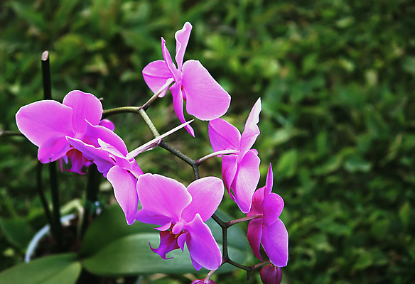 포토 JPG 해외이미지 식물 꽃잎 꽃 줄기 분홍색 백그라운드 꽃무늬 전구 자연 프레임 사람없음 야외 장식 가로 초록색 여름 뷰티 정원 보라색 검은색 성장 벚꽃 흰색 나뭇가지 생일 난초 우아함 제비꽃 오브젝트 호기심 원예 호접란 꽃수술 해외포토 나무 계절 기념일 감정 컬러 컨셉 무늬 취미 생태계 파일형식 이미지허브